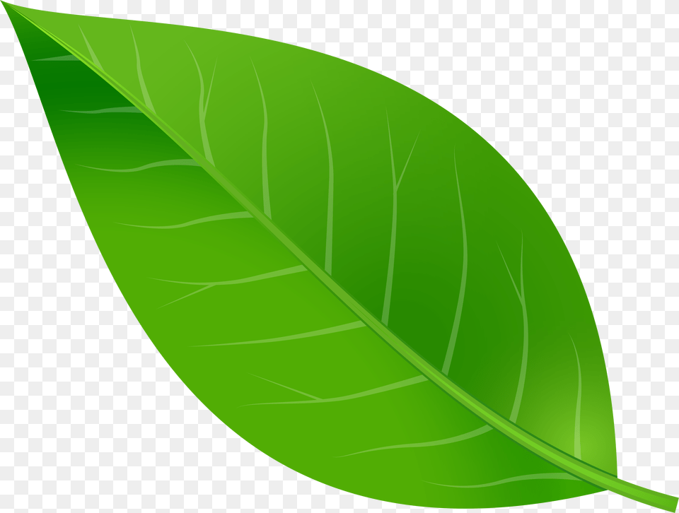 Leaf Clip Art, Plant, Green Png Image