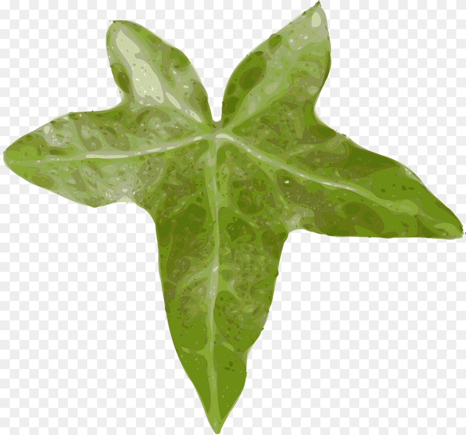 Leaf Clip Art, Plant, Tree Free Png Download