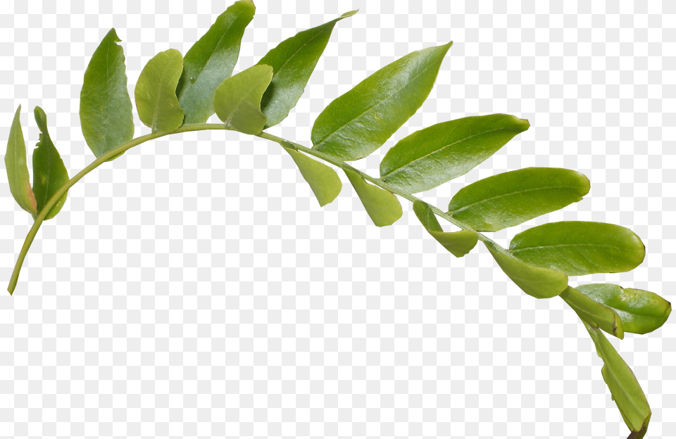 Leaf Clip Art, Herbal, Herbs, Plant, Fern Free Transparent Png