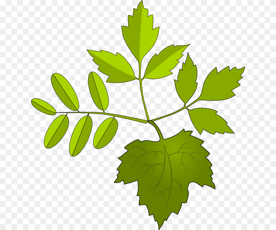 Leaf Clip Art Microsoft, Plant, Herbal, Herbs, Tree Free Transparent Png