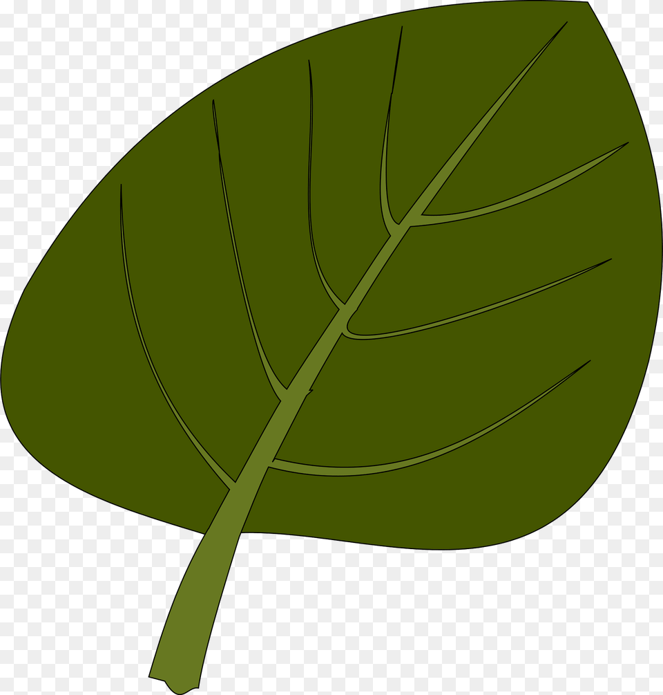 Leaf Clipart, Plant, Tree Free Transparent Png