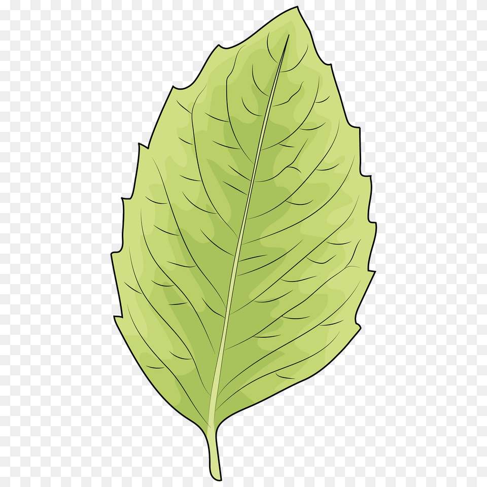 Leaf Clipart, Plant, Tree Free Transparent Png
