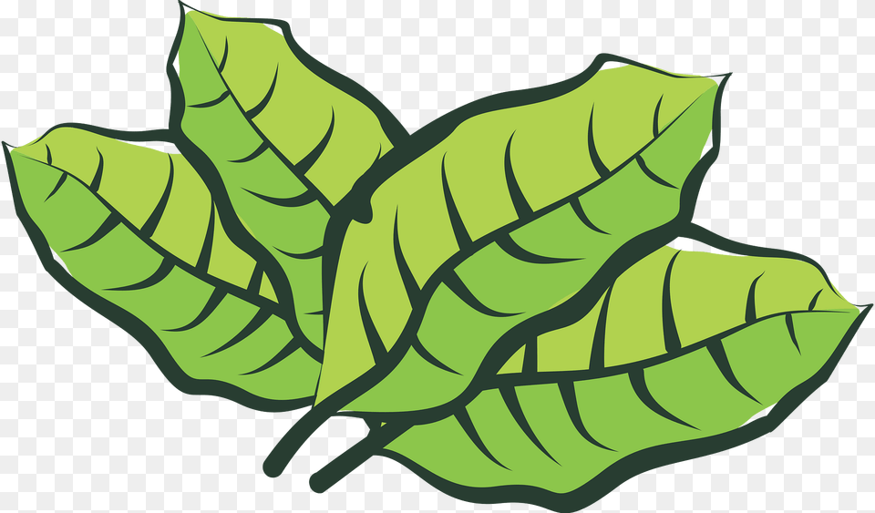 Leaf Clipart, Plant, Green, Vegetation Free Png