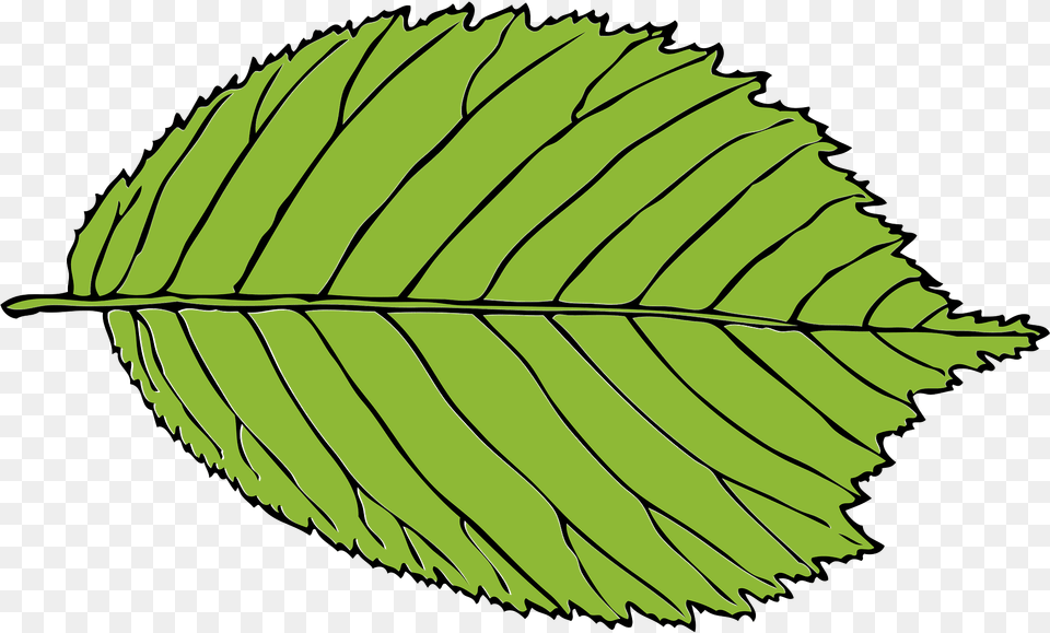 Leaf Clipart, Plant Png Image