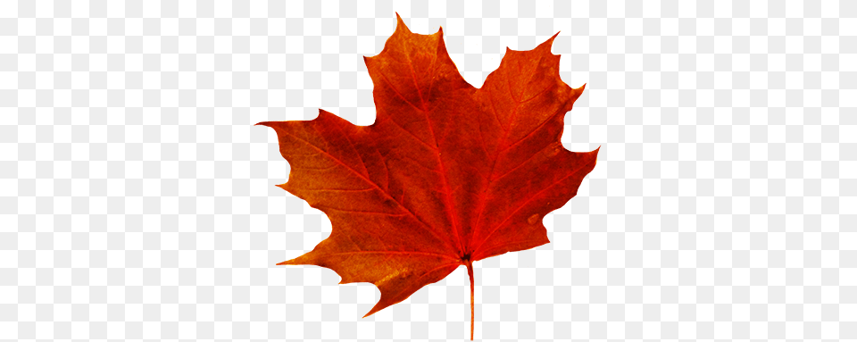 Leaf Clipart, Plant, Tree, Maple, Maple Leaf Free Png