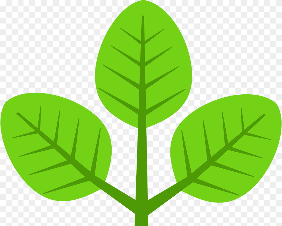 Leaf Clipart, Plant, Vegetation, Tobacco, Green Free Transparent Png