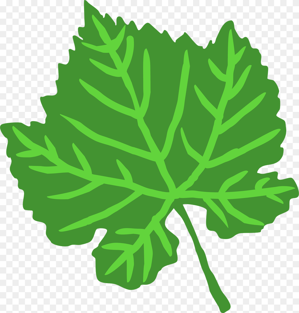 Leaf Clipart, Plant, Herbs, Oak, Sycamore Png