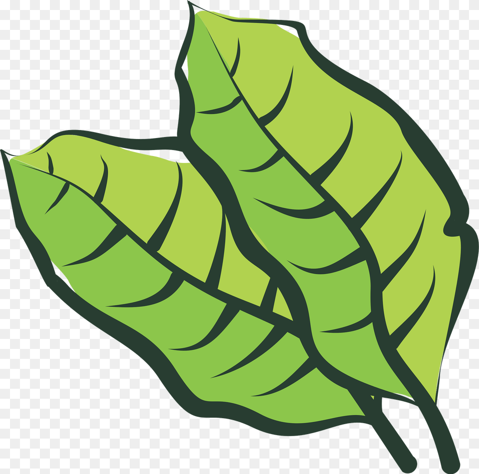 Leaf Clipart, Plant, Vegetation Png