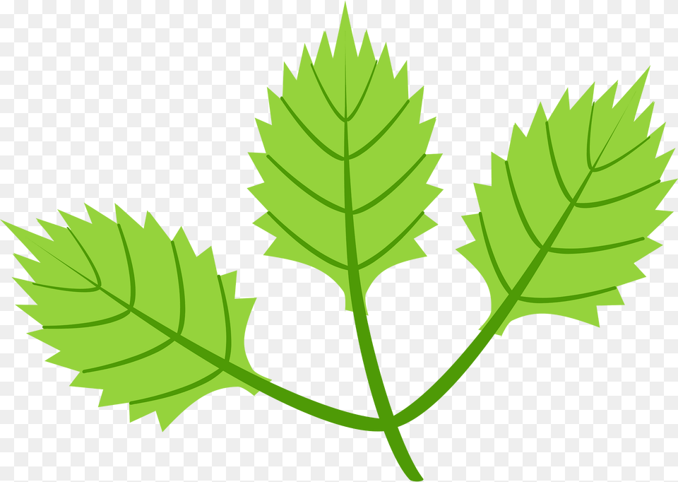 Leaf Clipart, Plant, Oak, Sycamore, Tree Png Image