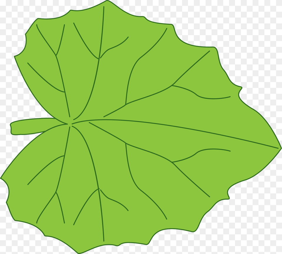 Leaf Clipart, Oak, Plant, Sycamore, Tree Free Png