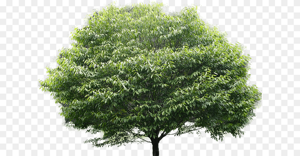 Leaf Clipart Banyan American Hornbeam Tree, Plant, Maple, Vegetation, Tree Trunk Png Image