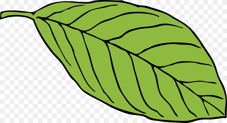 Leaf Clipart Black And White, Mint, Herbs, Plant, Shark Free Png Download