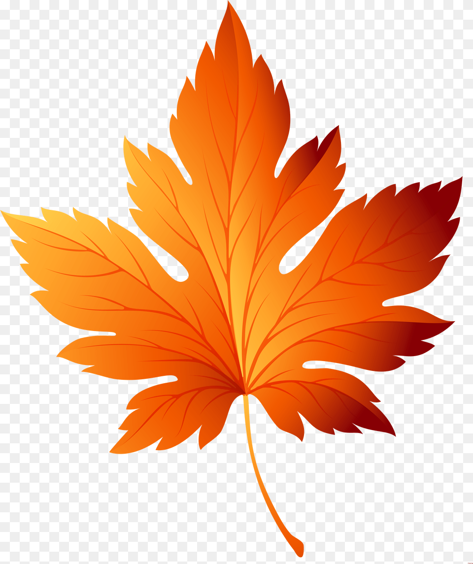Leaf Clipart Clear Background Autumn Leaves Vector, Plant, Tree, Maple Leaf Free Transparent Png