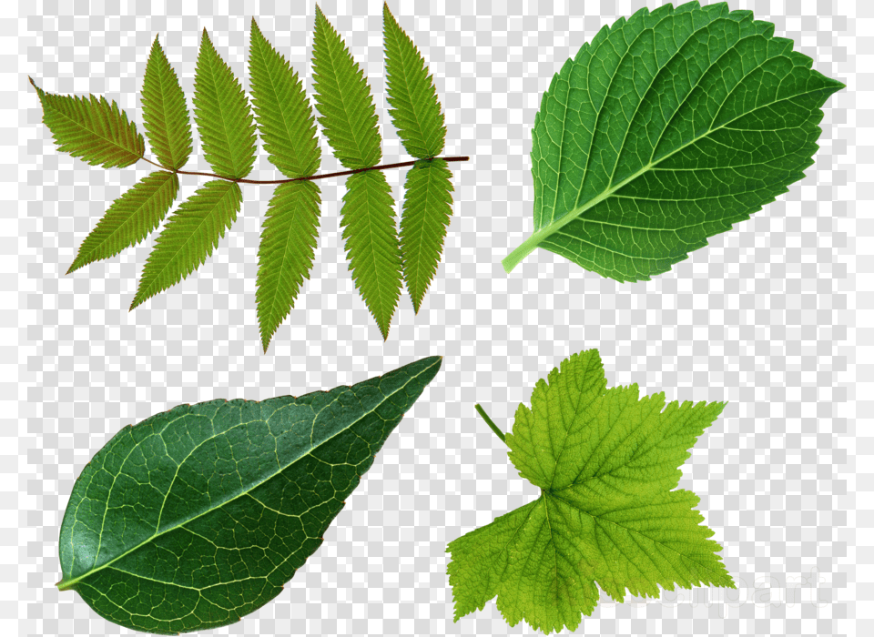 Leaf Clipart Clip Art, Herbal, Herbs, Plant, Green Free Transparent Png