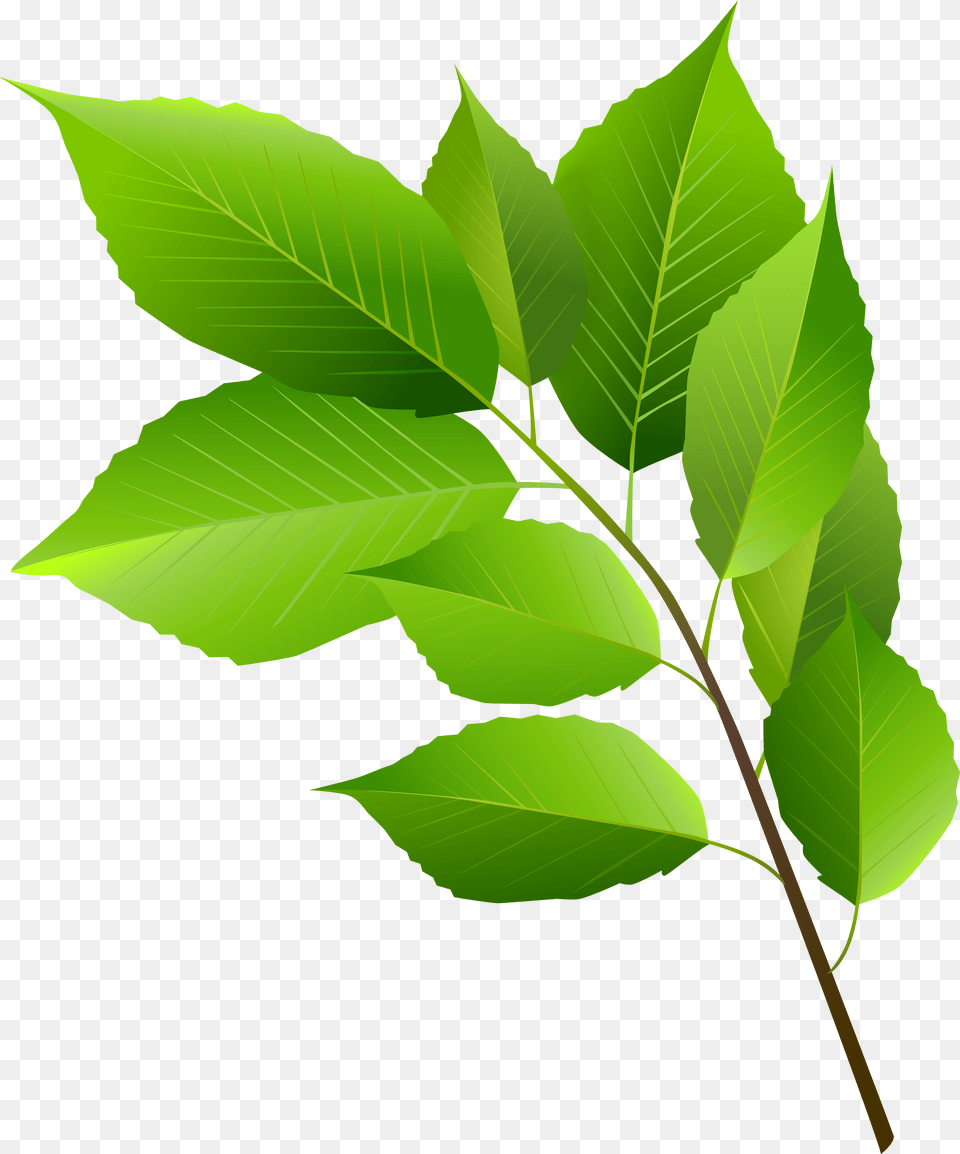 Leaf Clipart Green, Plant, Tree, Person Free Png Download