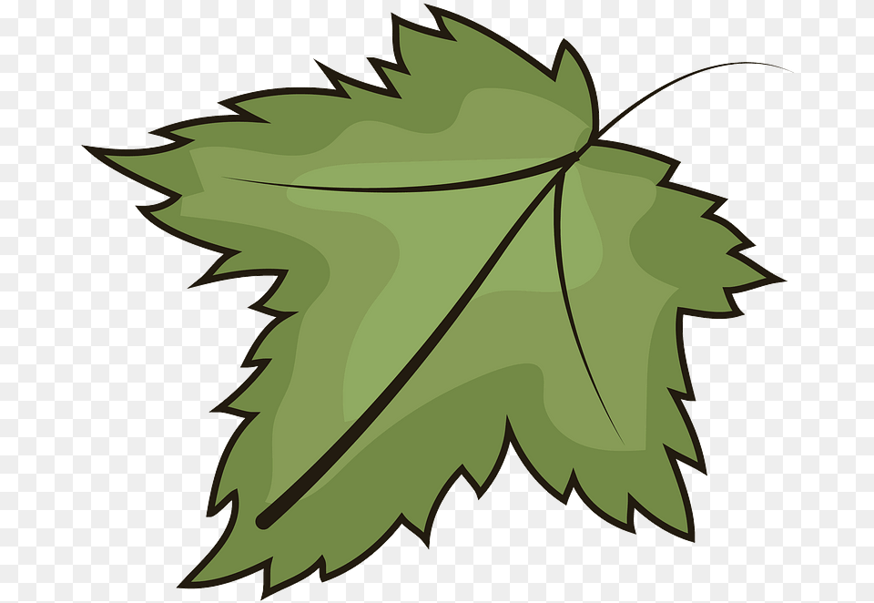 Leaf Clipart Illustration, Plant, Maple Leaf, Tree Free Transparent Png