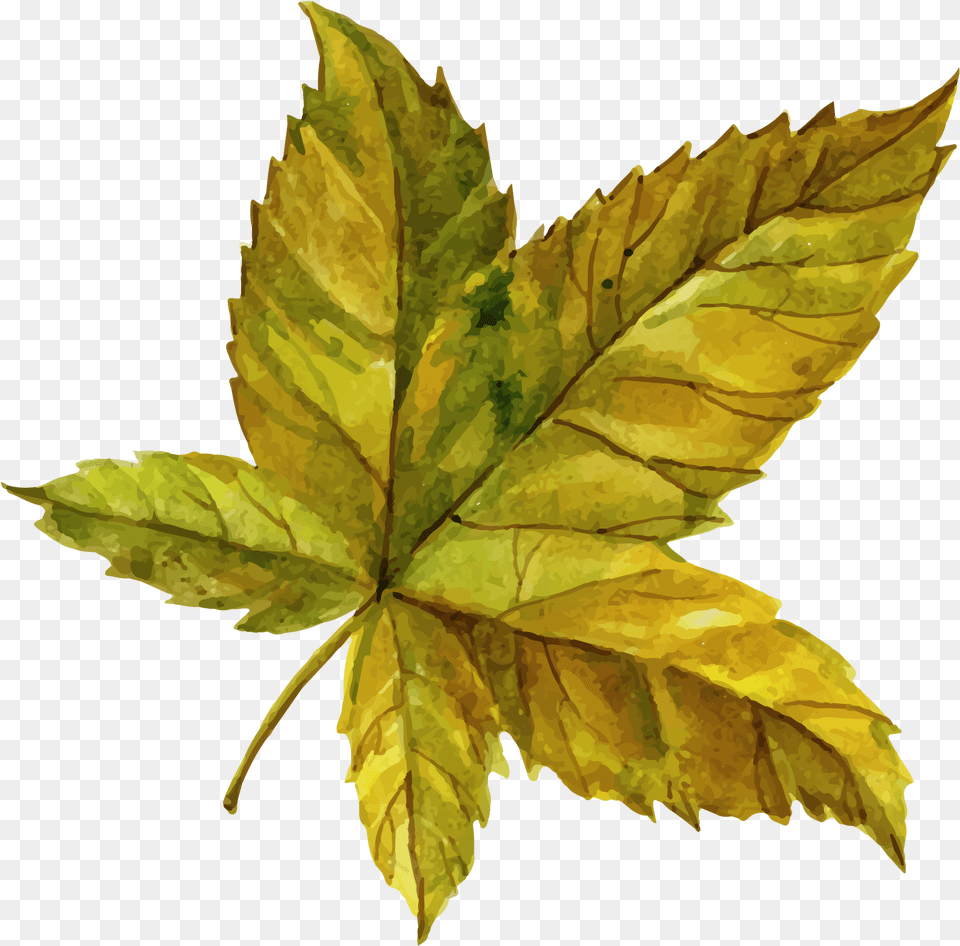 Leaf Clipart Image Download Searchpngcom Maple Leaf, Plant, Tree, Person, Maple Leaf Free Png