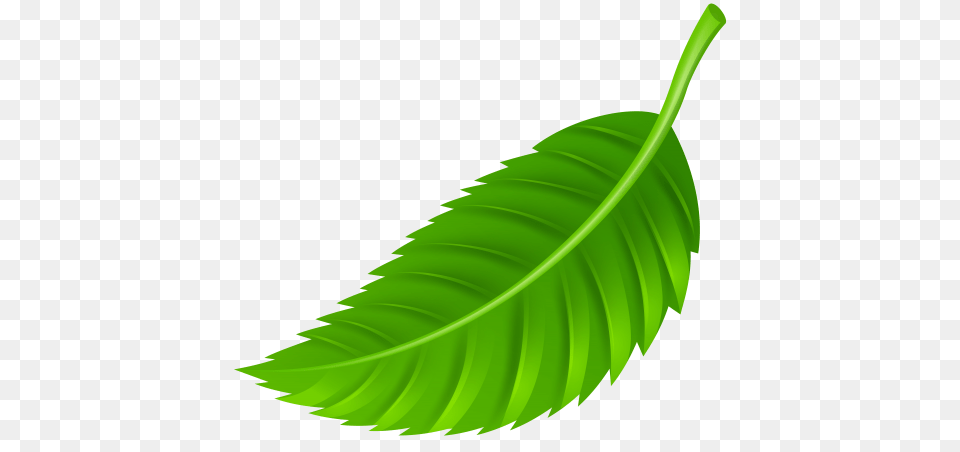 Leaf Clipart Nature, Green, Plant, Herbs, Mint Free Png Download