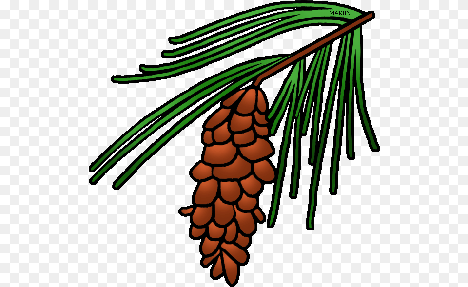 Leaf Clipart Pine Tree Maine State Flower Drawing, Conifer, Plant, Larch, Fir Free Png Download