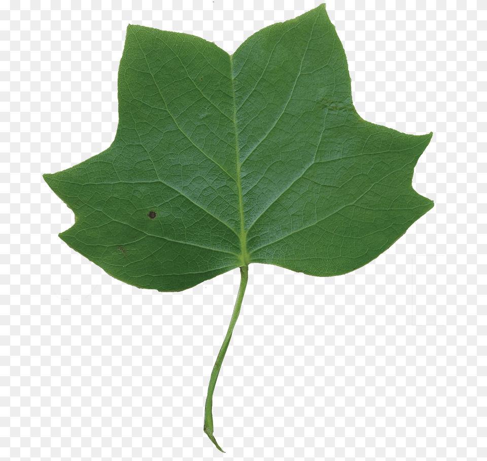 Leaf Clipart Tulip Tree, Oak, Plant, Sycamore Free Png