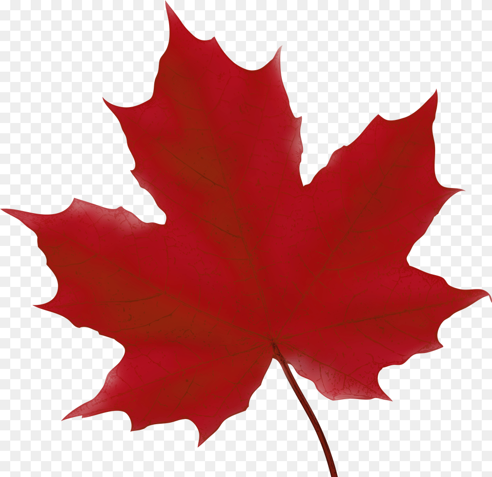 Leaf Cliparts Maple Red Maple Leaf Clip Art Png