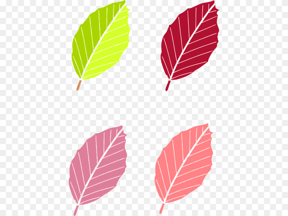 Leaf Colored Vector, Plant, Tree, Vegetation Png Image