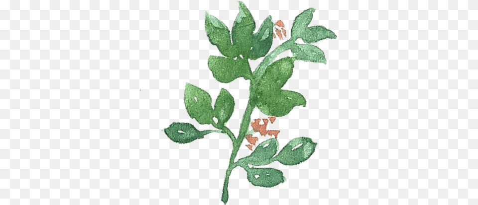 Leaf Colour Doodle Sisshart Watercolour Doodle Leaf Doodle, Herbal, Herbs, Plant, Grass Free Transparent Png