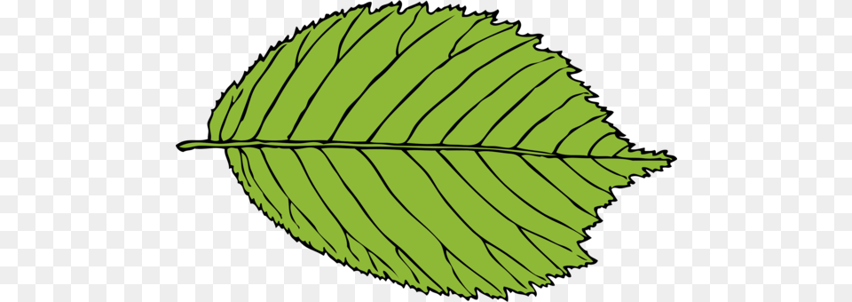 Leaf Computer Icons Green Download Drawing, Plant Png Image