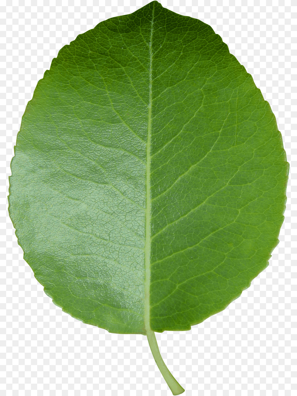 Leaf Cut Sheet Green Leaf Background, Plant Free Transparent Png