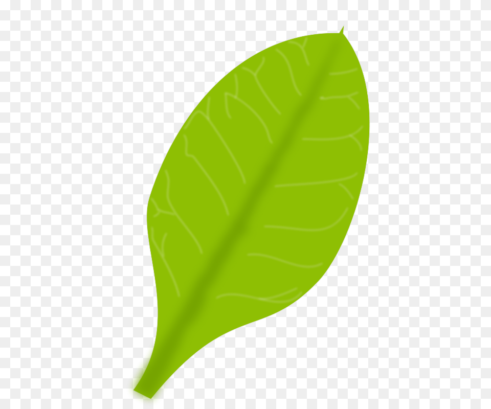 Leaf Daun, Plant Png