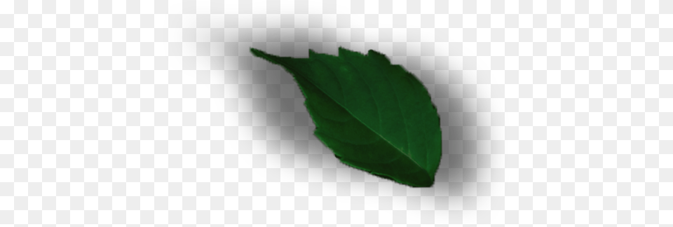 Leaf Design Design, Plant, Animal, Fish, Sea Life Free Png Download