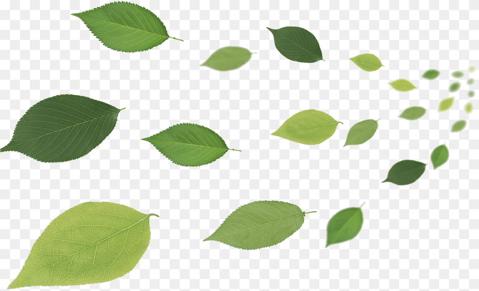 Leaf Desktop Wallpaper Leaves In Air, Plant, Green, Herbal, Herbs Free Transparent Png