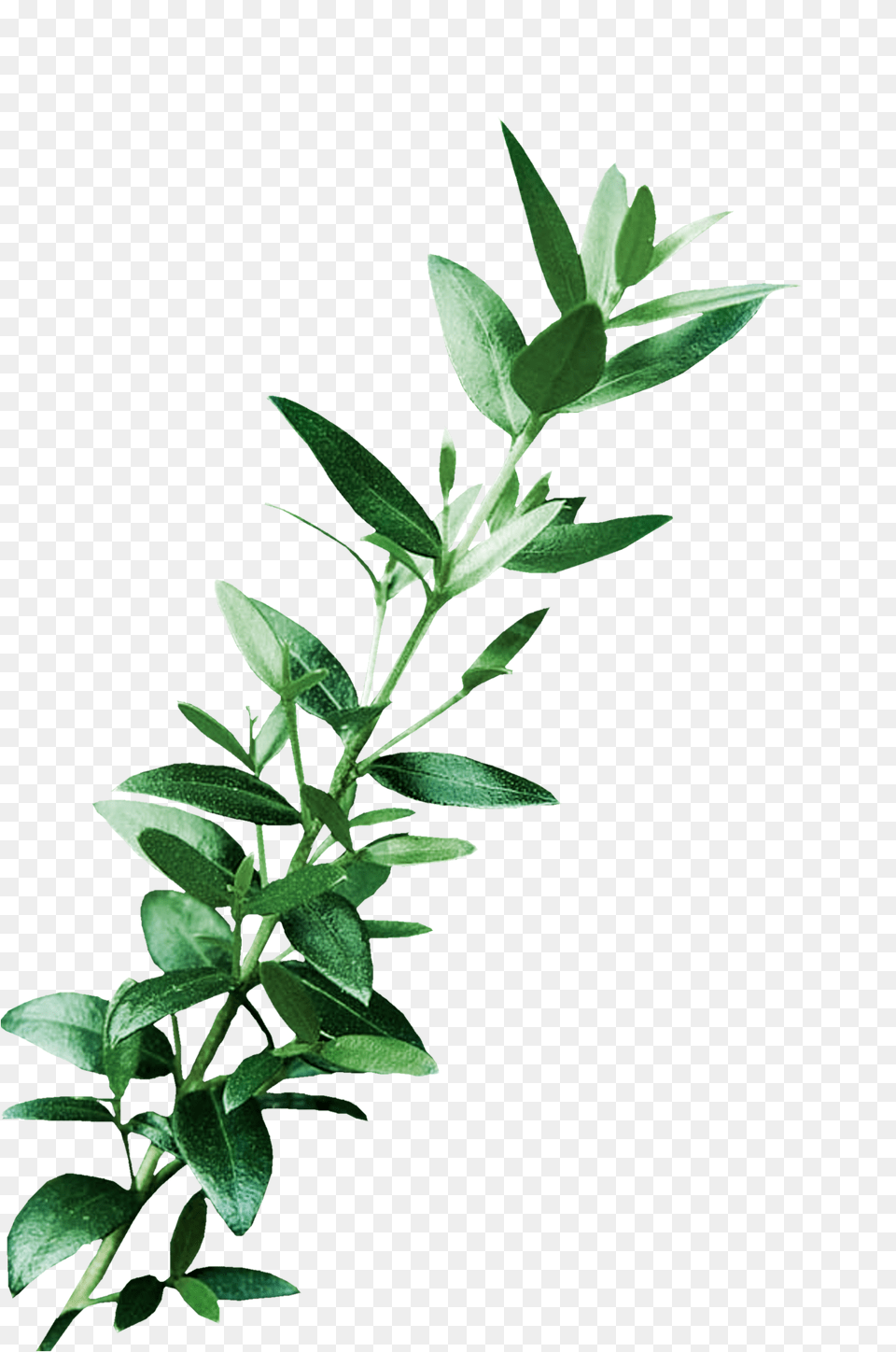 Leaf Digital Art Clip Art, Green, Herbal, Herbs, Plant Png Image