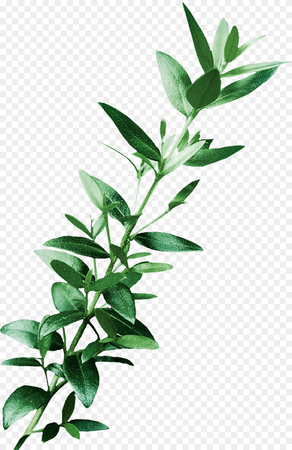 Leaf Digital Image Art Clip Art, Herbal, Herbs, Plant, Tree Png