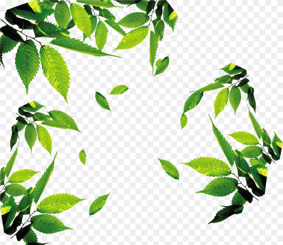 Leaf Download Icon, Green, Plant, Vegetation, Tree Png