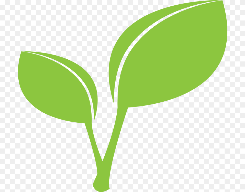Leaf Drawing Download Plant Stem, Herbal, Herbs, Sprout Free Png