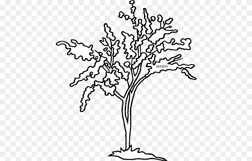 Leaf Drawing Redbud And State Tree Of Oklahoma State Tree For Oklahoma, Stencil, Art, Silhouette Free Transparent Png