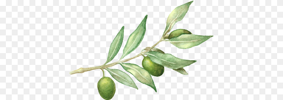 Leaf Extract Island Nutrition Olive Branches Watercolor, Citrus Fruit, Food, Fruit, Produce Free Png