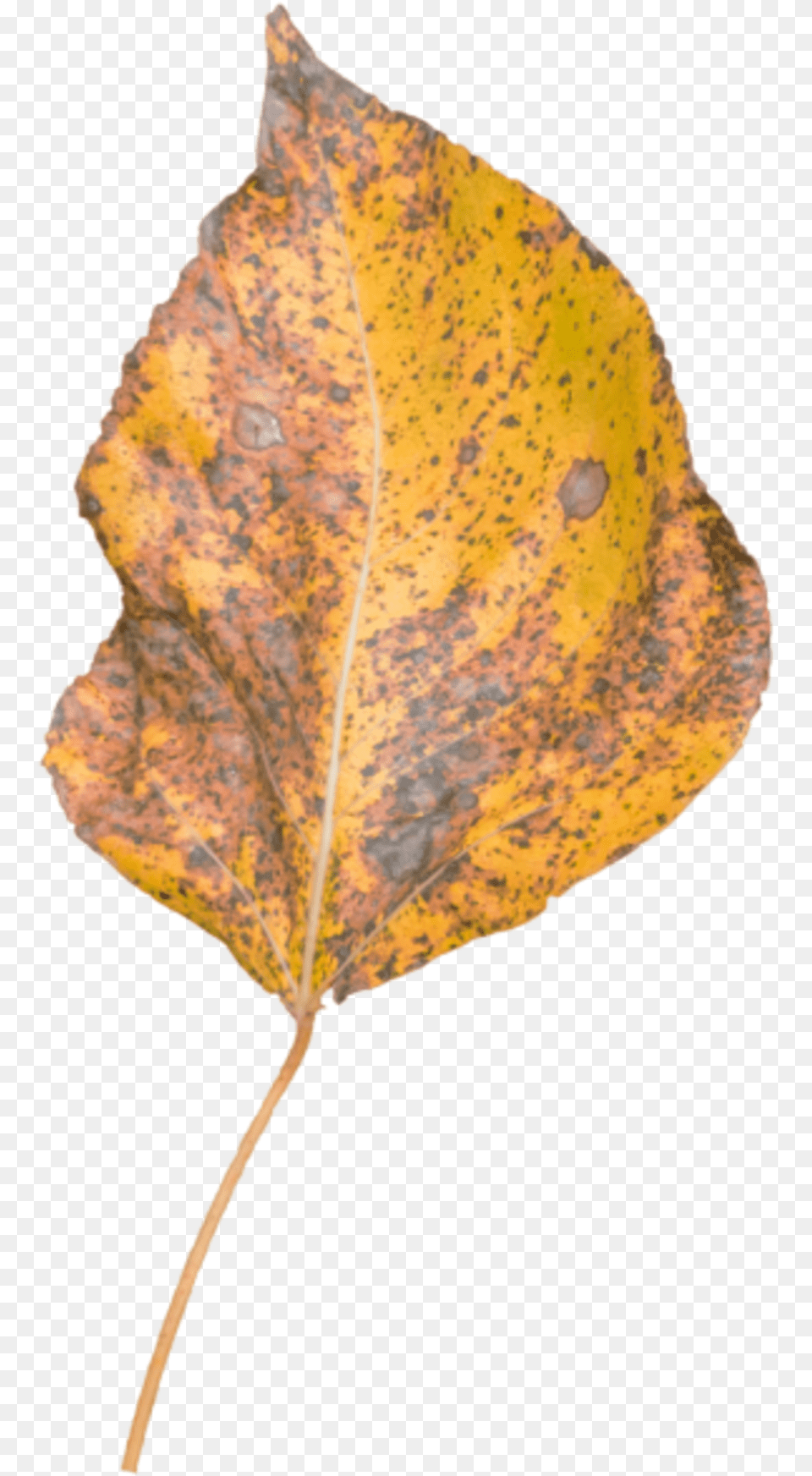 Leaf Fall Autumn, Plant, Tree, Person Free Png