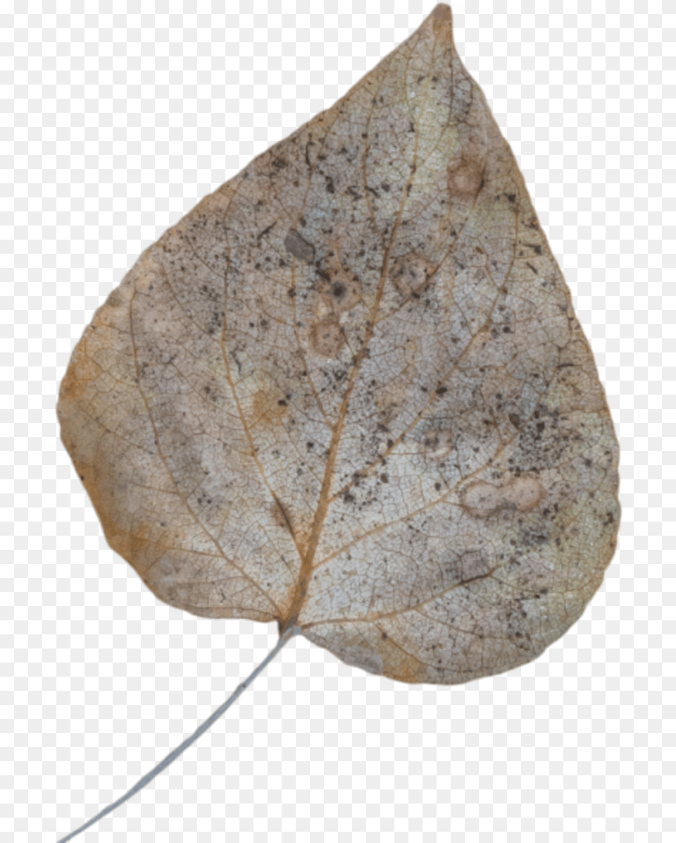 Leaf Fall Dead Maple, Plant, Animal, Insect, Invertebrate Free Transparent Png