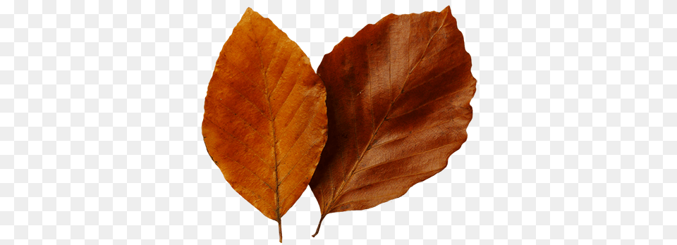 Leaf Fall Leaves Clip Art Beautiful Autumn Clipart 2 Clipartix Autumn, Plant, Tree Free Png