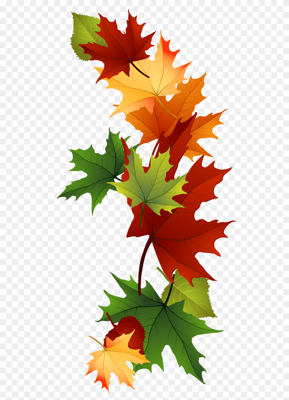 Leaf Fall Leaves Clip Art Beautiful Autumn Clipart Gifts, Maple, Plant, Tree, Maple Leaf Free Png