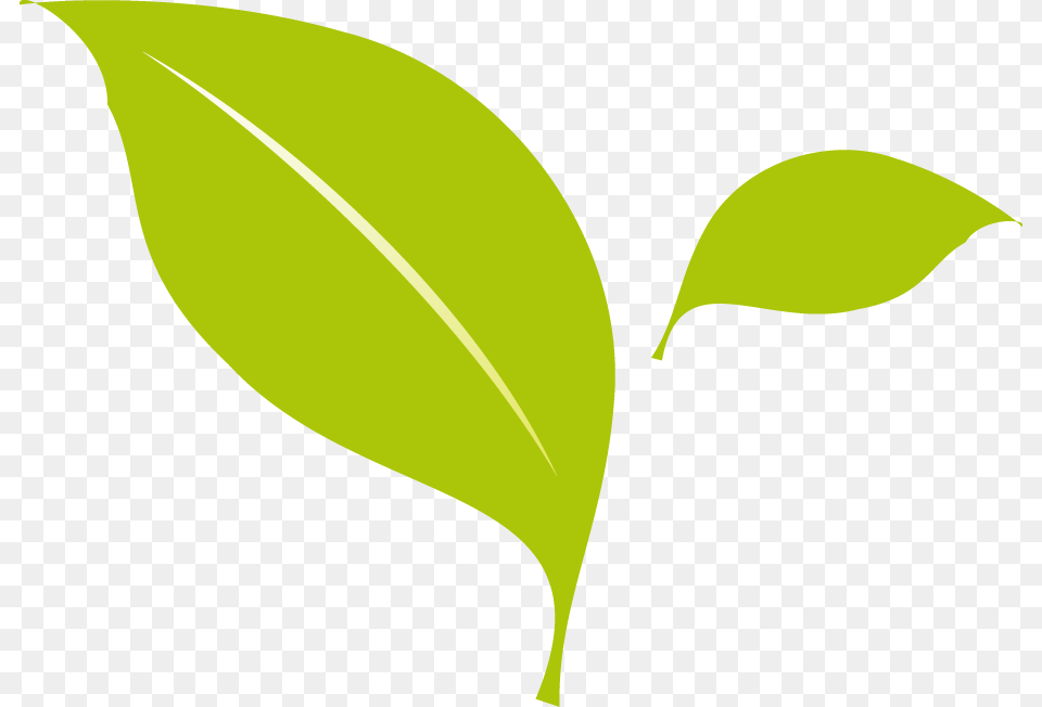 Leaf Flat Design, Plant, Green, Person Png Image