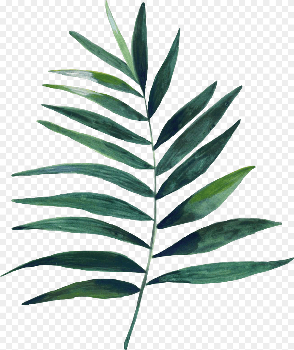 Leaf Flower Freetoedit Plants Watercolour, Plant, Tree Free Transparent Png