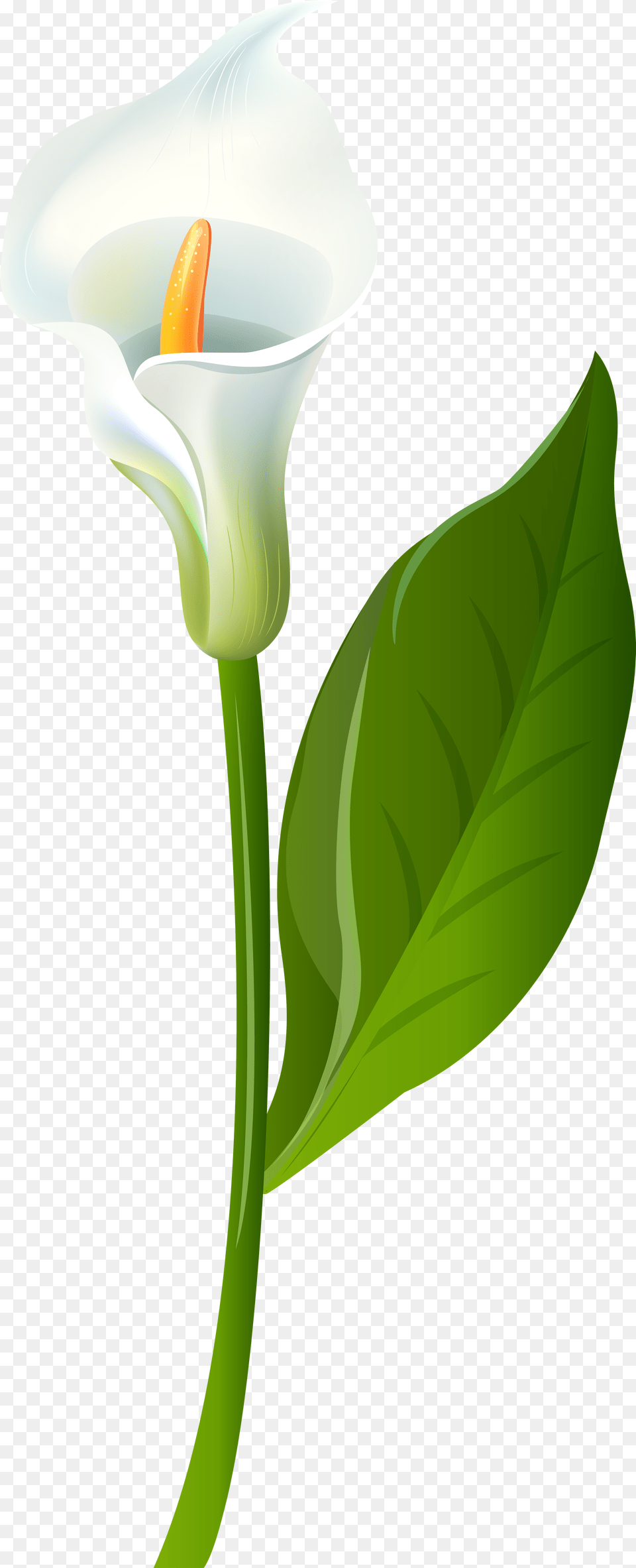 Leaf Flower Plant Stem Green Calla Lily Lily Flower White Calla, Araceae Png