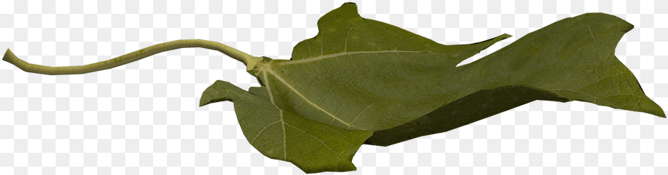 Leaf Flying Flying Leaf Fantasy Digital Art Flying Leaf Hd, Oak, Plant, Sycamore, Tree Png Image