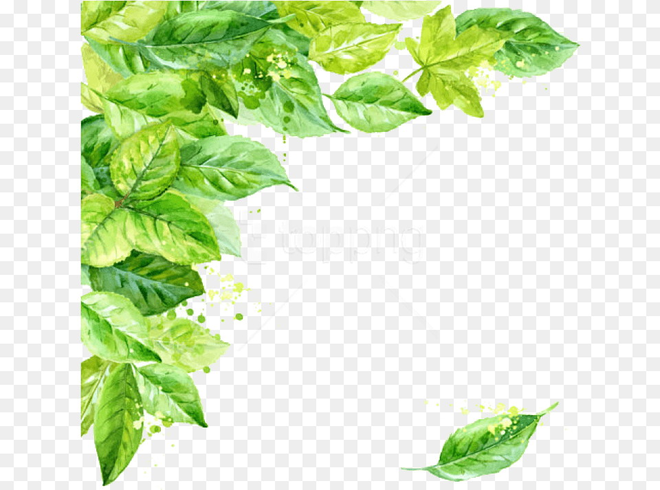 Leaf Frame Transparent Background Leaves, Herbal, Herbs, Plant Free Png Download