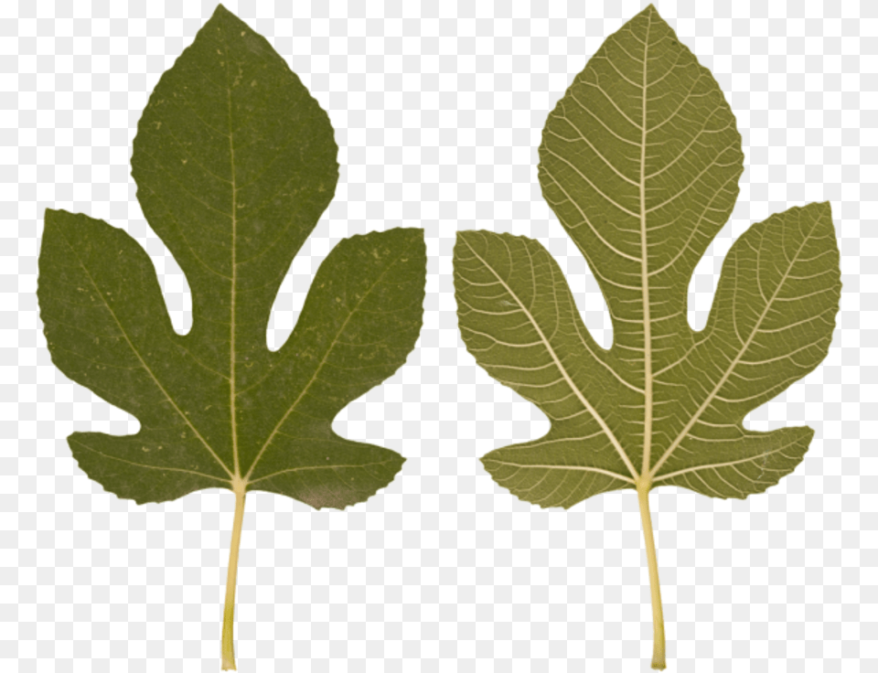 Leaf Gambel Oak, Plant, Tree Free Png Download