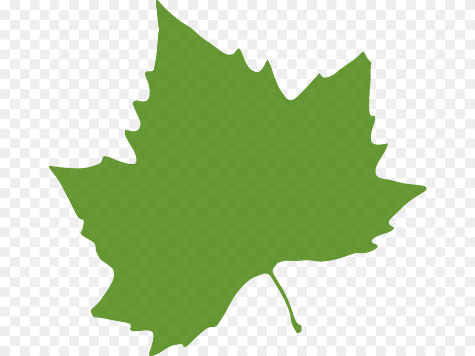 Leaf Graphic Gallery Images, Plant, Maple Leaf, Person, Tree Png Image