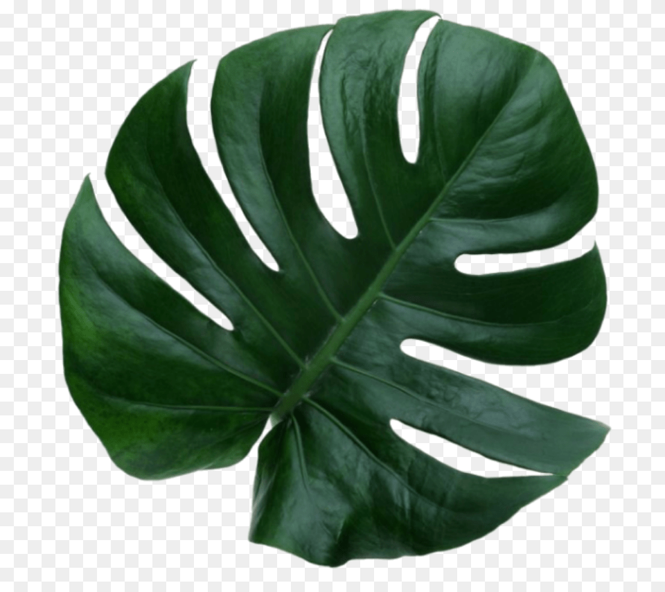 Leaf Greean Plant Aesthetic Leave Png Image